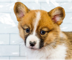 Small Photo #44 Cardigan Welsh Corgi Puppy For Sale in WAKARUSA, IN, USA