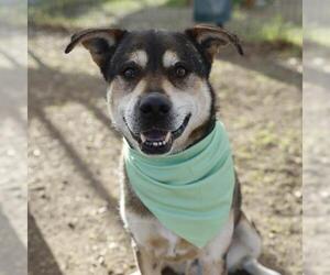 German Shepherd Dog-Unknown Mix Dogs for adoption in San Antonio, TX, USA