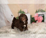 Small Photo #15 Goldendoodle-Poodle (Miniature) Mix Puppy For Sale in WARSAW, IN, USA