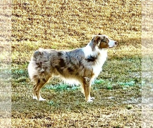 Father of the Australian Shepherd puppies born on 03/14/2025