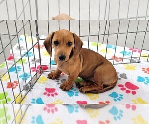 Dachshund Puppy for sale in ORO VALLEY, AZ, USA