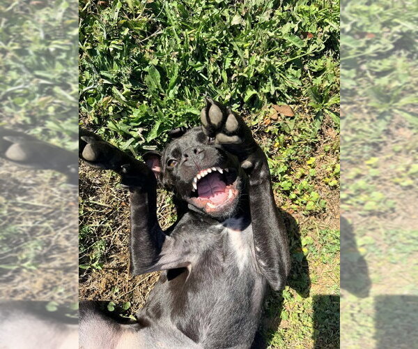 Medium Photo #3 Staffordshire Bull Terrier-Unknown Mix Puppy For Sale in Shermans Dale, PA, USA