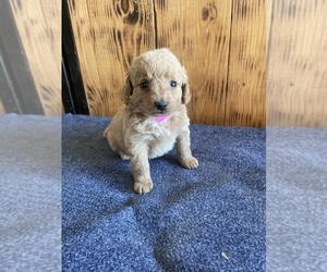 Goldendoodle (Miniature) Puppy for sale in SHIPSHEWANA, IN, USA