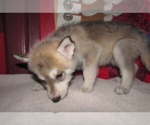 Wolf Hybrid Puppy for sale in BECKLEY, WV, USA