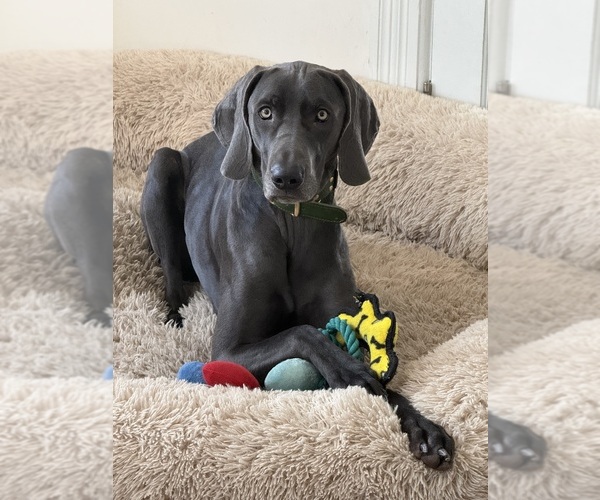 Medium Photo #1 Weimaraner Puppy For Sale in SMITHTOWN, NY, USA
