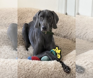 Weimaraner Puppy for sale in SMITHTOWN, NY, USA