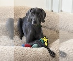 Small Weimaraner