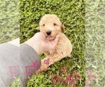 Small #75 Goldendoodle