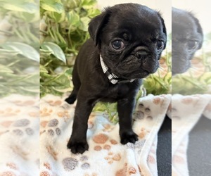 Medium Pug