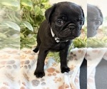 Puppy Johnny Hancock Pug