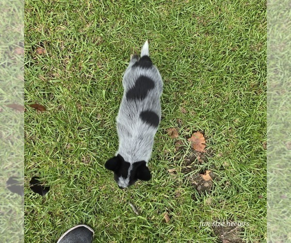 Medium Photo #4 Australian Cattle Dog Puppy For Sale in LAURINBURG, NC, USA
