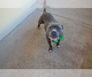 Mutt Dogs for adoption in McKinney, TX, USA