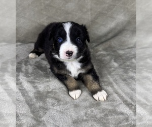 Medium Australian Shepherd