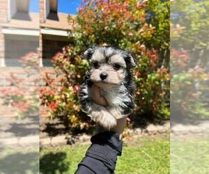 Maltipoo Puppy for Sale in GARLAND, Texas USA