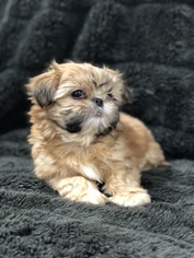 Shih Tzu Puppy for sale in MURFREESBORO, TN, USA