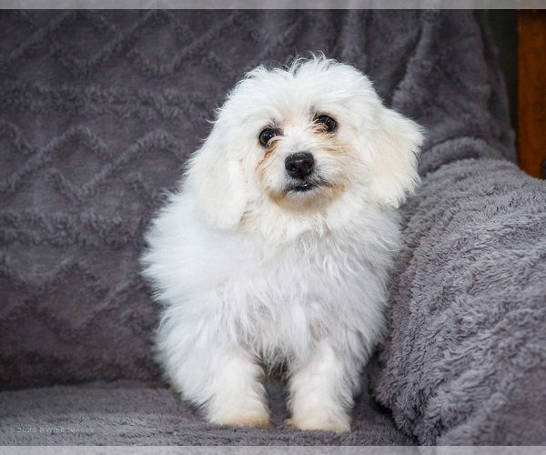 Medium Photo #20 Bichon Frise Puppy For Sale in WAKARUSA, IN, USA