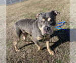 Small #1 Mutt