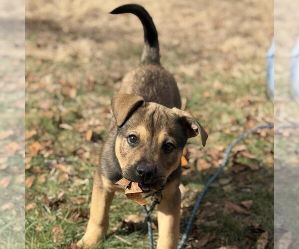 Medium Photo #2 Saint Bernard-Unknown Mix Puppy For Sale in Yardley, PA, USA