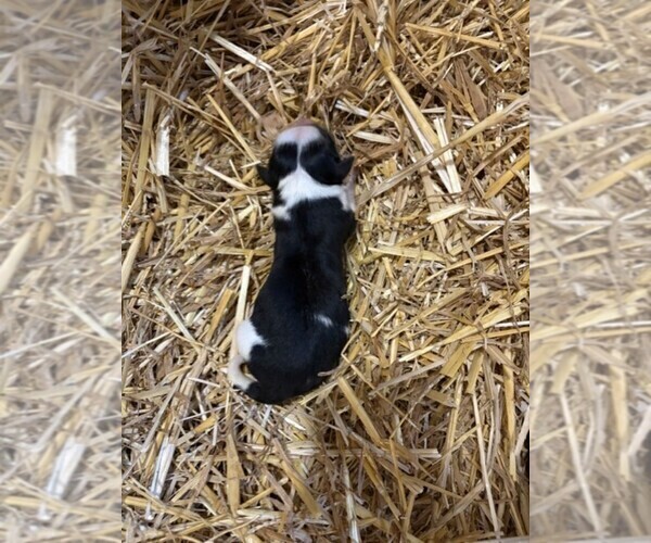 Medium Photo #5 Texas Heeler Puppy For Sale in CONGERVILLE, IL, USA