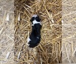 Puppy Male 2 Texas Heeler