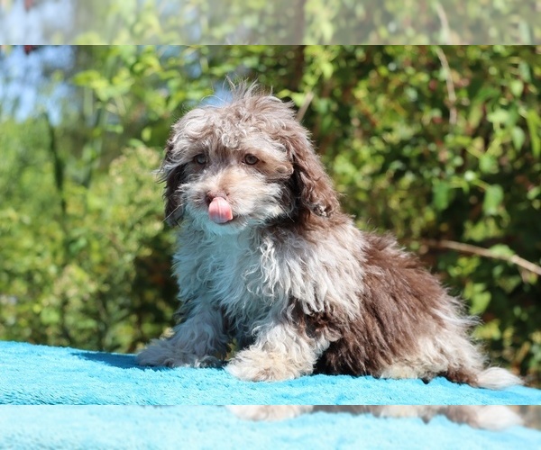 Medium Photo #14 ShihPoo Puppy For Sale in DYERSBURG, TN, USA