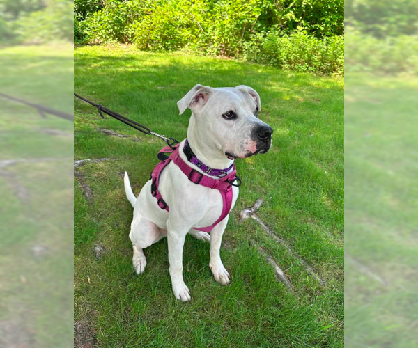 Medium Photo #4 Masti-Bull Puppy For Sale in Westwood, NJ, USA