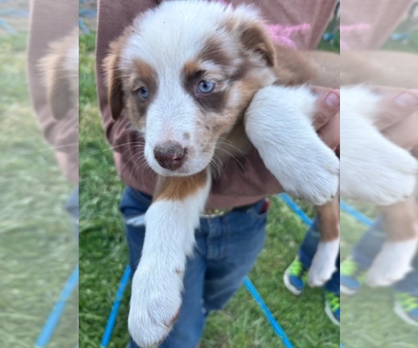 Medium Photo #3 Australian Shepherd Puppy For Sale in LISBON, OH, USA