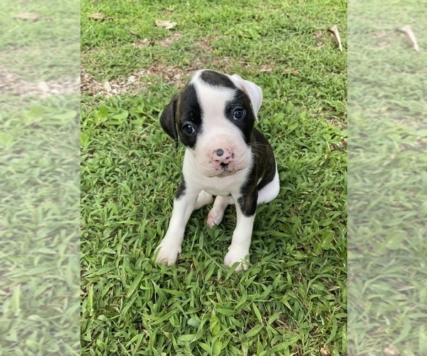 Medium Photo #2 American Bulldog Puppy For Sale in WINTERVILLE, GA, USA