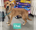 Small #2 Retriever  Mix