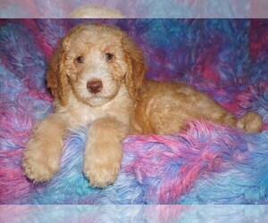 Miniature Labradoodle Puppy for sale in LA HABRA, CA, USA