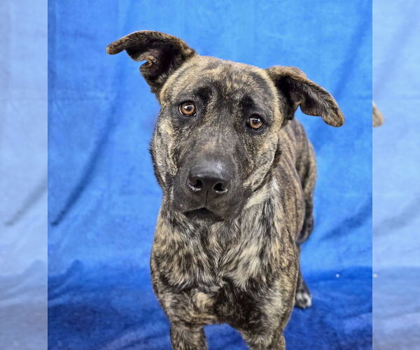 Medium Photo #13 Holland Shepherd-Plott Hound Mix Puppy For Sale in Lakewood, CO, USA