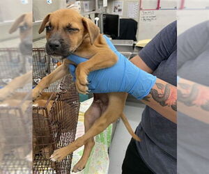 German Shepherd Dog-Unknown Mix Dogs for adoption in Waco, TX, USA