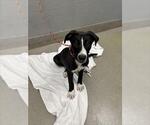 Small Border Collie Mix