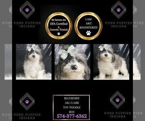 Poodle (Miniature) Puppy for sale in WARSAW, IN, USA