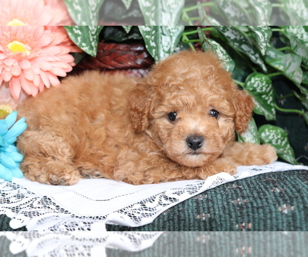 Medium Photo #2 Bichpoo Puppy For Sale in SHILOH, OH, USA