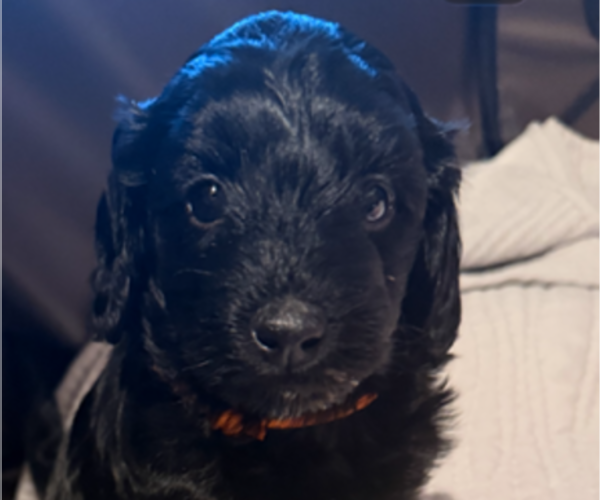 Medium Photo #1 Goldendoodle (Miniature) Puppy For Sale in OAK LAWN, IL, USA