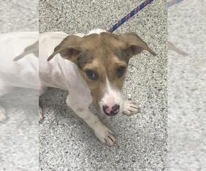 Labrador Retriever-Unknown Mix Dogs for adoption in Conroe, TX, USA
