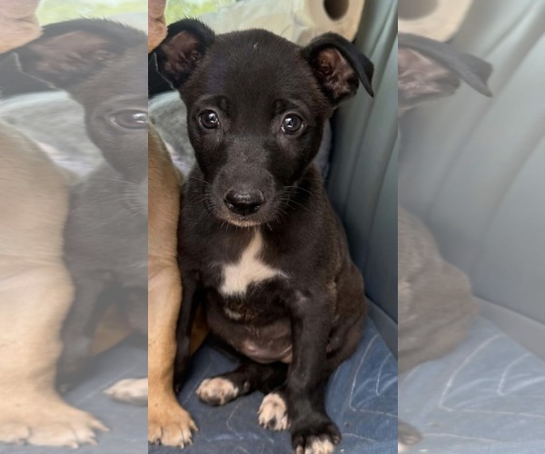 Medium Photo #1 German Shepherd Dog-Unknown Mix Puppy For Sale in SHERBURNE, NY, USA