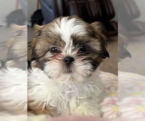Shih Tzu Puppy for Sale in NILES, Michigan USA