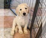 Small Photo #1 Goldendoodle Puppy For Sale in DENVER, CO, USA