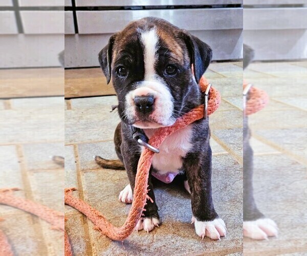 Medium Photo #4 Alapaha Blue Blood Bulldog Puppy For Sale in SHELOCTA, PA, USA