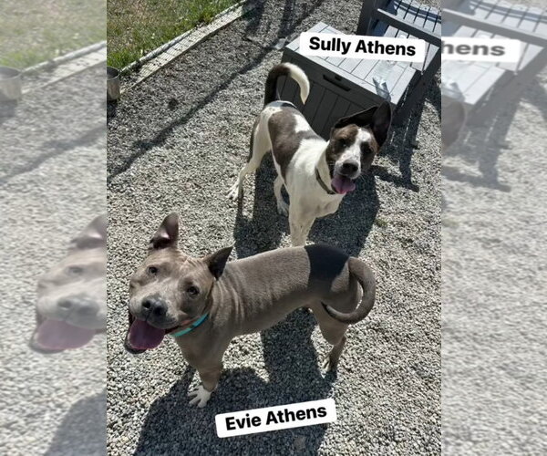 Medium Photo #7 Mutt Puppy For Sale in Rockaway, NJ, USA