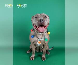 Mutt Dogs for adoption in West Valley, UT, USA