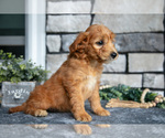 Small Photo #3 Goldendoodle (Miniature) Puppy For Sale in HOLMESVILLE, OH, USA