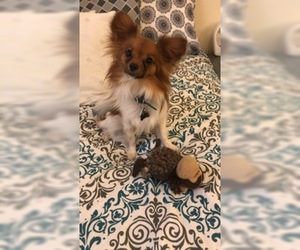 Father of the Papillon puppies born on 01/14/2019