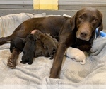 Small Photo #7 Labrador Retriever Puppy For Sale in LISBON, CT, USA