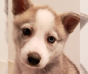 Huskimo-Siberian Husky Mix Puppy for sale in CLARENCE, NY, USA