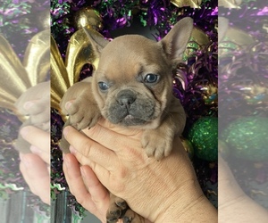 French Bulldog Puppy for sale in BELLE CHASSE, LA, USA