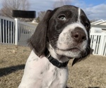 Small Photo #2 German Wirehaired Pointer Puppy For Sale in GRANDVIEW, WA, USA