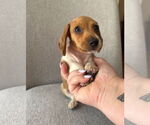 Small #6 Dachshund
